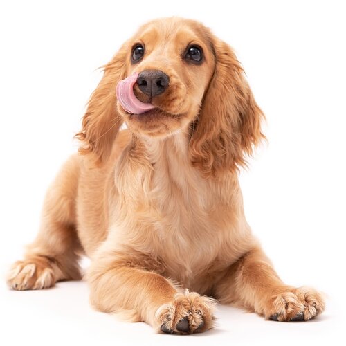 Adoption d’un Chien