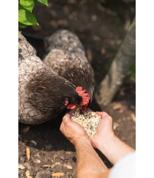 Natuly Natuly Organic Poultry Mix – 100% Natural Grains and Seeds for Chickens and Poultry – Healthy Feed for Free-Range Birds