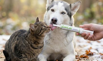 Diarree bij hond na antibiotica? 