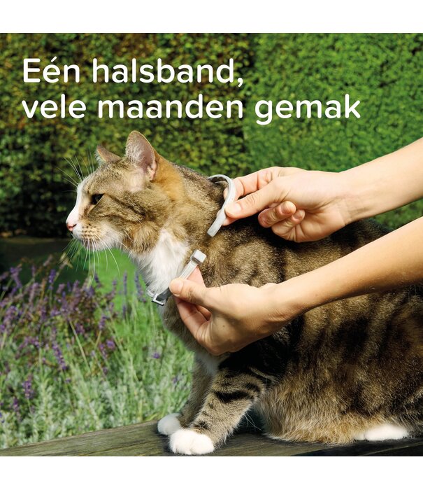 Beaphar Collar Medicinal Beaphar Gato – 8 Meses de Protección | Zoolac.nl