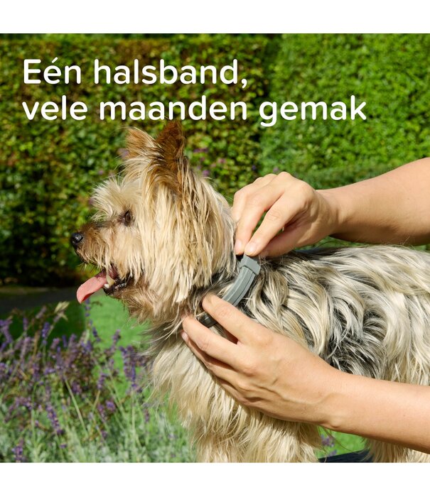 Beaphar Collier Médicamenteux Beaphar Chien à partir de 8kg – 8 Mois de Protection | Zoolac.nl