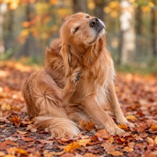 Démangeaisons d’automne et peau sensible chez le chien : comment l’aider