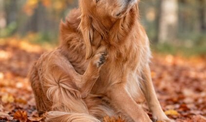 Herfstjeuk en gevoelige hondenhuid: zo help je je hond