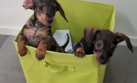 Introducing... two new employees