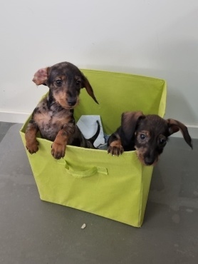 Introducing... two new employees
