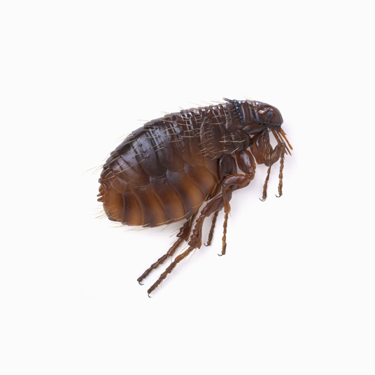 HG X Vlooienspray - 400 ml - Detailed view of the product