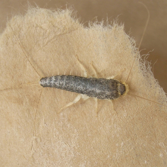 HG X Tegen Zilvervisjes - 400 ml - Detailed view of the product