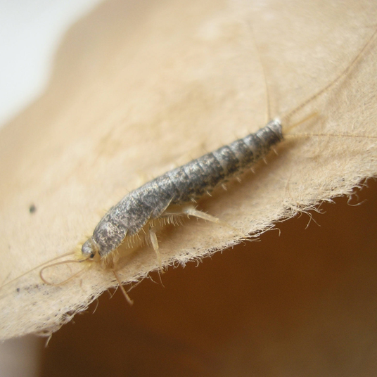 HG X Tegen Zilvervisjes - 400 ml - Detailed view of the product