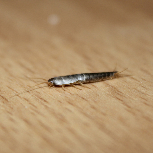 HG X Tegen Zilvervisjes - 400 ml - Detailed view of the product