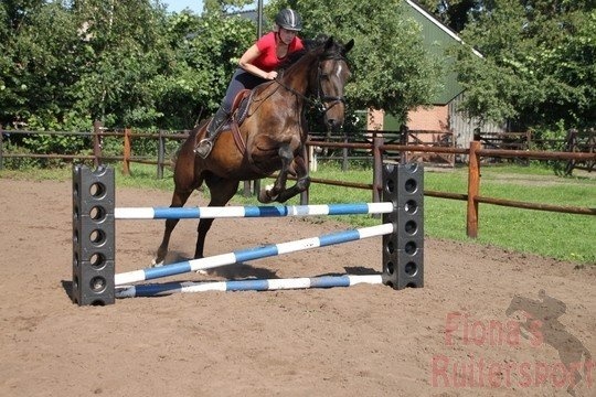 Hofman animal care HINDERNISBLOK - HORSE CUBE