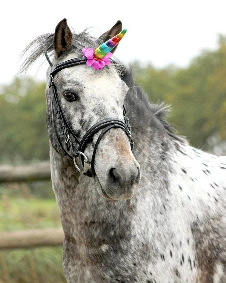 QHP QHP Eenhoorn hoorn