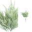 PTMD Leaves Plant green fern bush