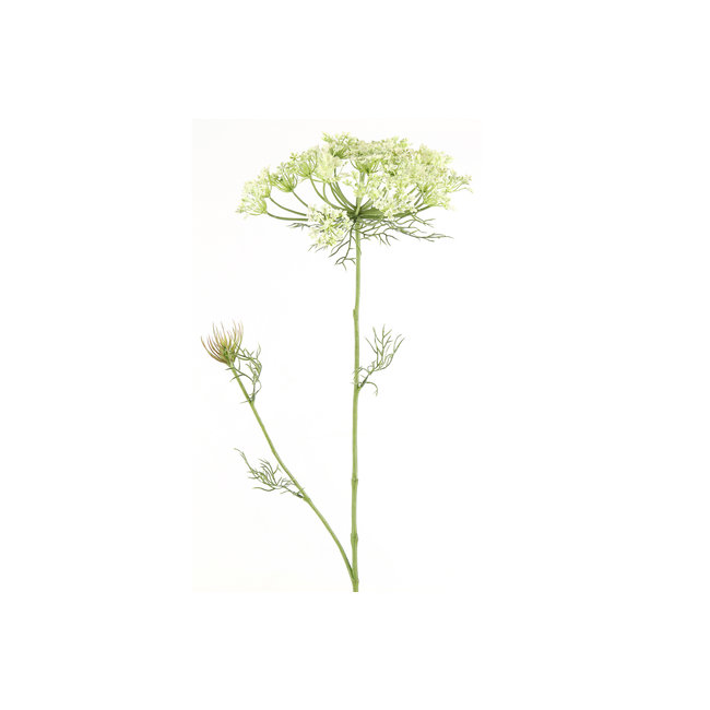 Countryfield Heracleum sphondylium wit