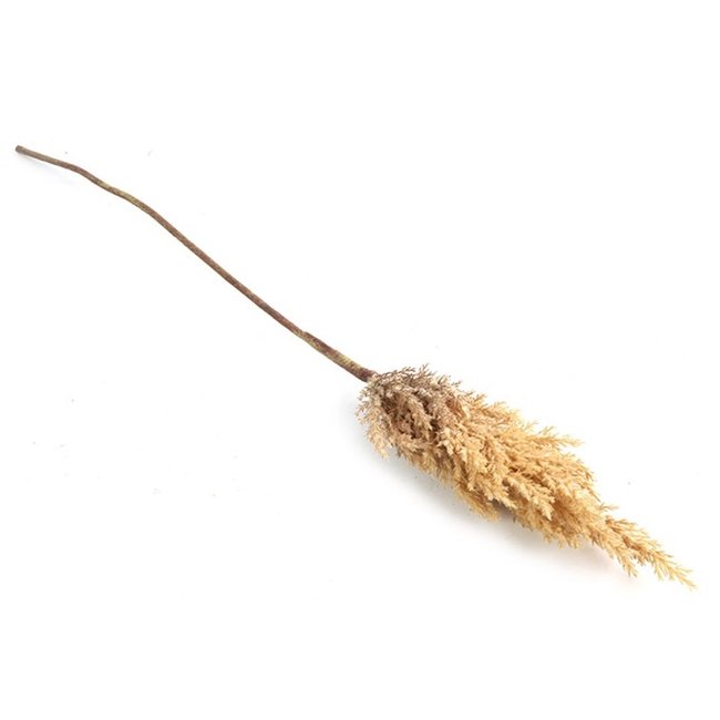 Countryfield Astilbe lichtbruin