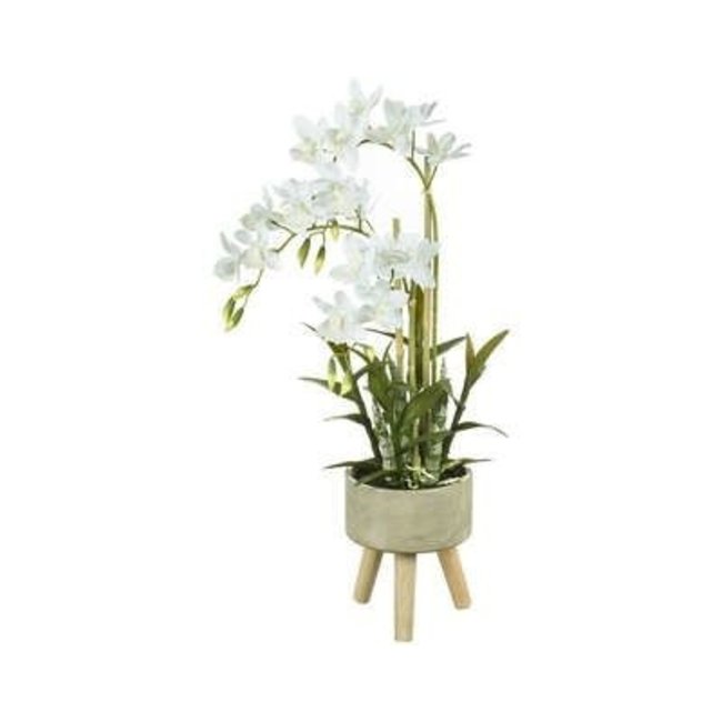 Parlane Orchidee in pot 30x30x65cm CYCNOCHES grijs/wit