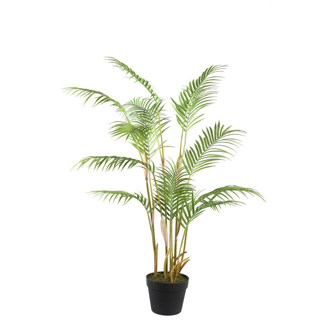 PTMD Palmboom groen in zwarte plastic pot - 148 cm hoog