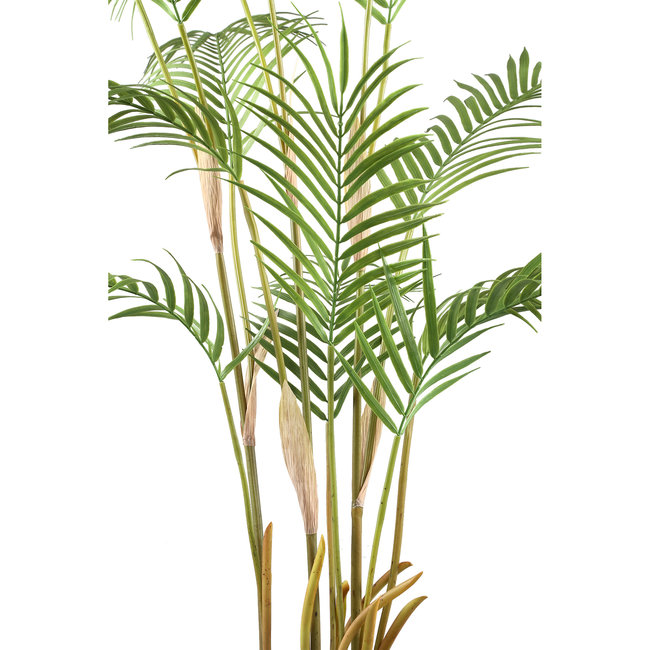 PTMD Palmboom groen in zwarte plastic pot - 148 cm hoog