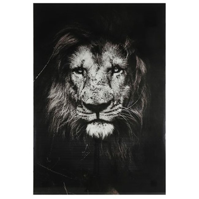 Countryfield Schilderij leeuw Musafa L zwart