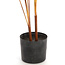 Parlane Ornament in pot STRELITZIA goud-bruin+zwart - 2 maten