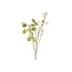 Countryfield Kunsttak Lunaria biennis L - groen