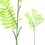 PTMD Kunsttak Leaves Plant green cassia leaves spray