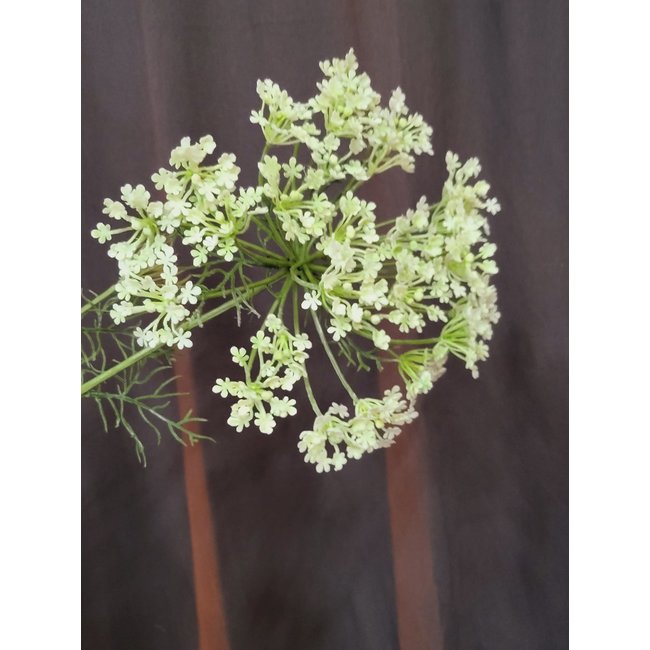 Countryfield Heracleum sphondylium wit