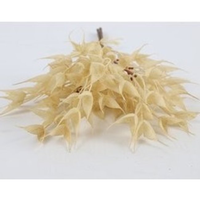 Countryfield Tarwe tak bundel crème