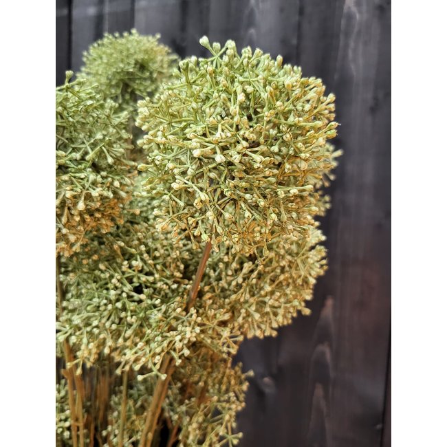 Countryfield Kunsttak Viburnum S  groen of geel