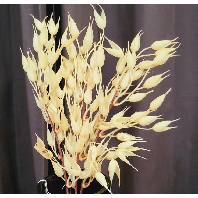 Countryfield Tarwe tak bundel crème