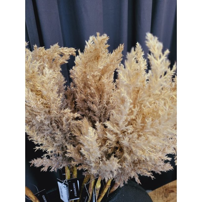 Countryfield Astilbe lichtbruin