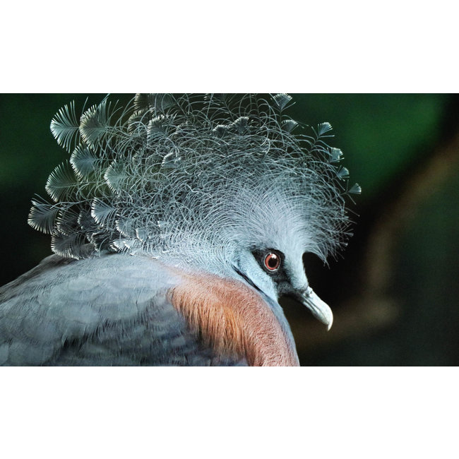 Wandkraft Bright Wings 004 - rond, vierkant of rechthoekig