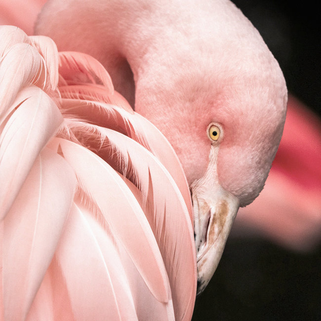 Wandkraft Bright Wings 003 - rond, vierkant of rechthoekig