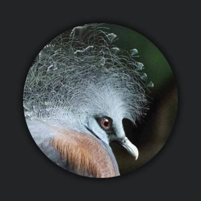 Wandkraft Bright Wings 004 - rond, vierkant of rechthoekig