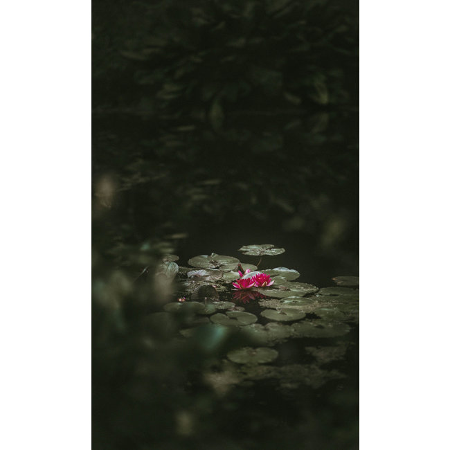 Wandkraft Art of Nature 003