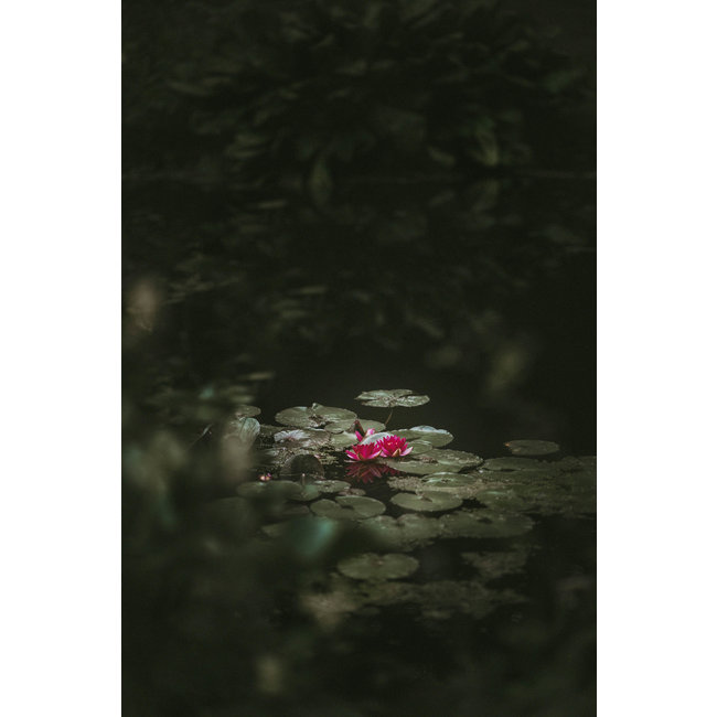 Wandkraft Art of Nature 003