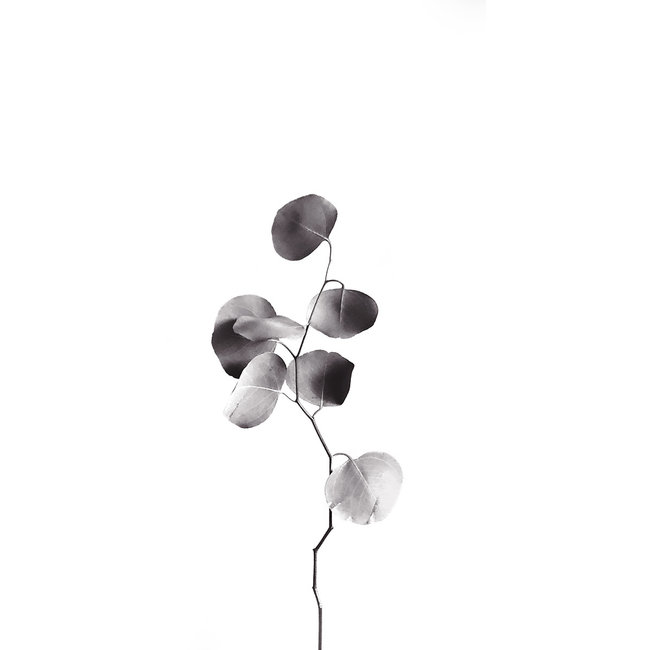 Wandkraft Art of Nature 013