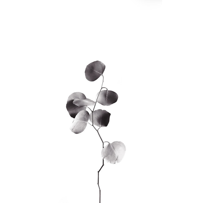 Wandkraft Art of Nature 013