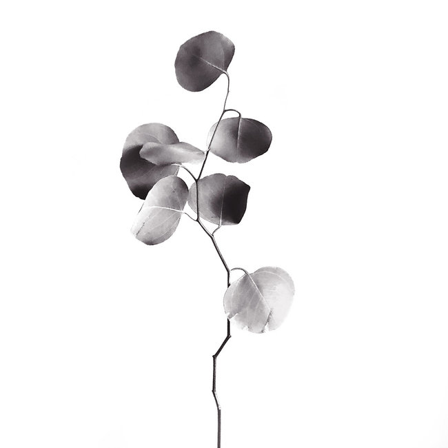 Wandkraft Art of Nature 013