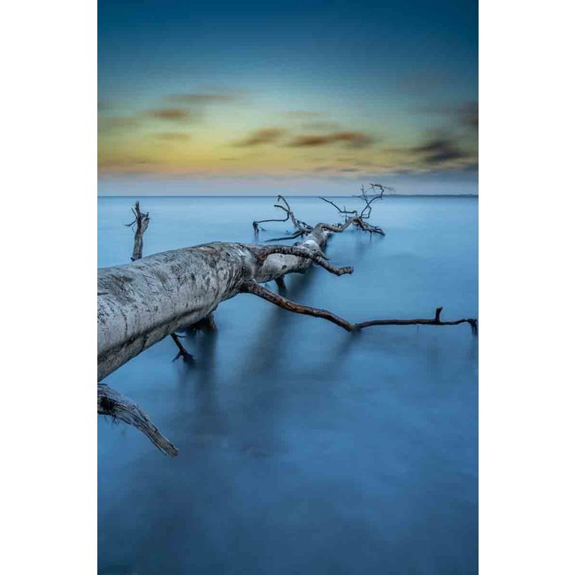 Wandkraft Art of Nature 041