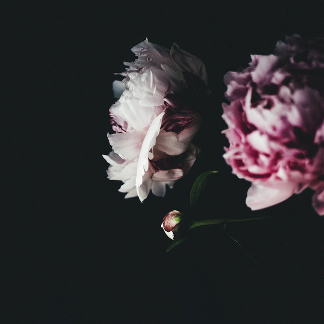 Wandkraft Botanical Stories 009