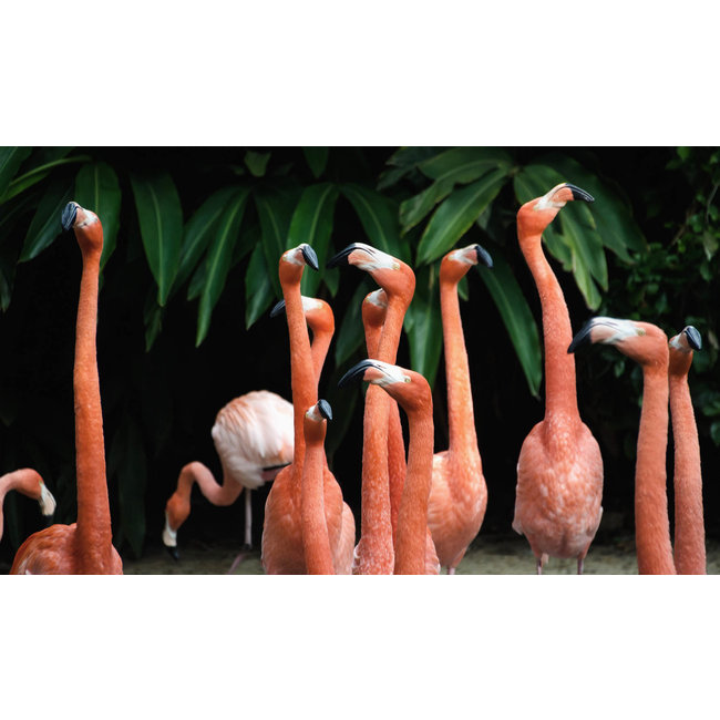 Wandkraft Bright Wings 002