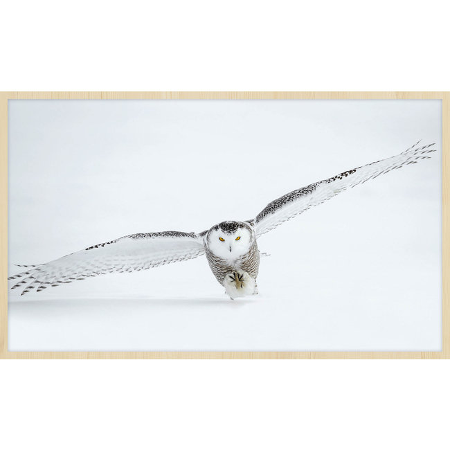 Wandkraft Bright Wings 008