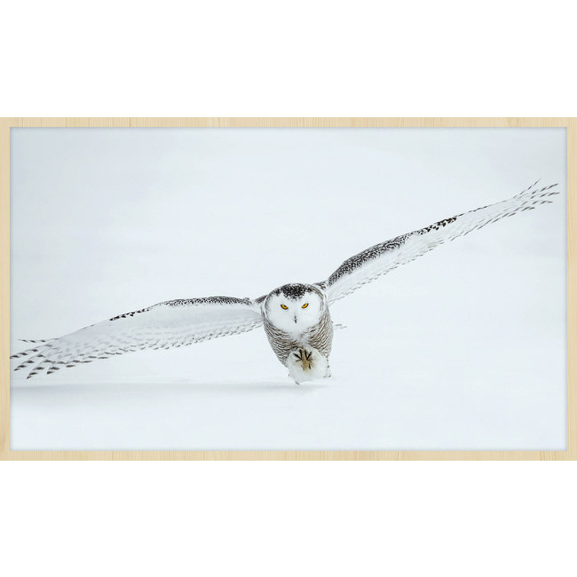 Wandkraft Bright Wings 008