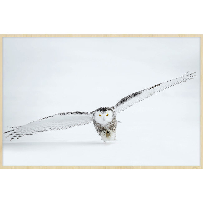 Wandkraft Bright Wings 008