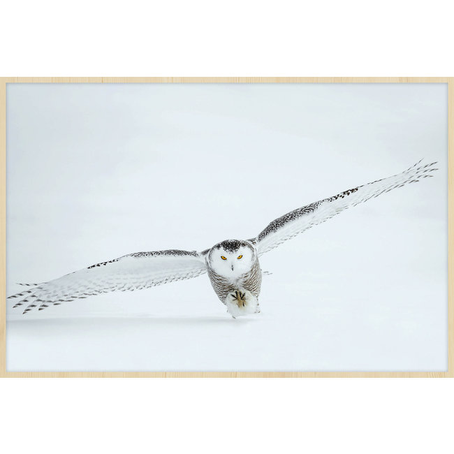 Wandkraft Bright Wings 008