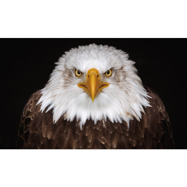 Wandkraft Bright Wings 015