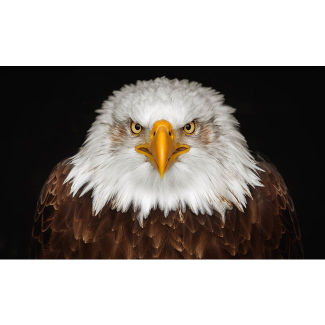 Wandkraft Bright Wings 015