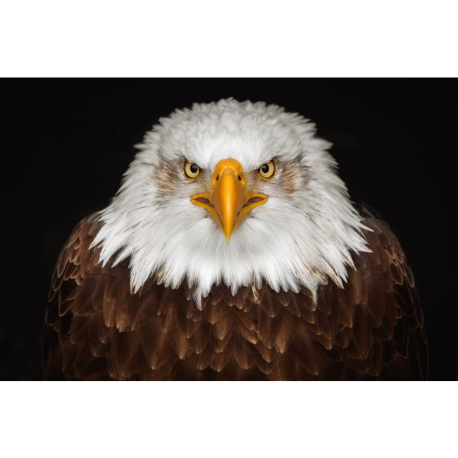 Wandkraft Bright Wings 015