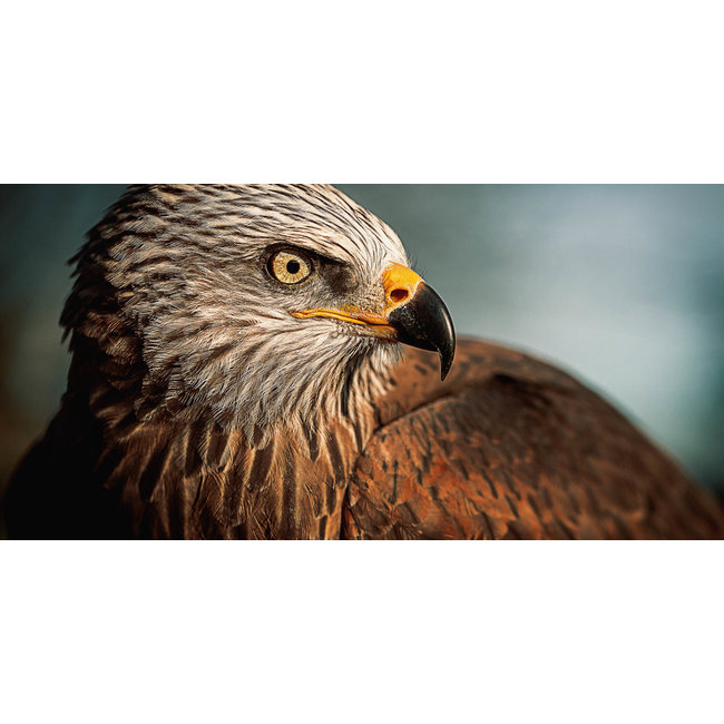 Wandkraft Bright Wings 017