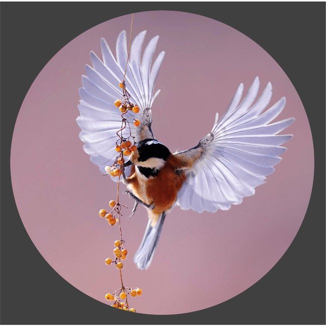 Wandkraft Bright Wings 020